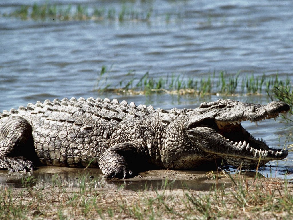 В Замбии крокодил расправился с матерью и годовалым ребенком