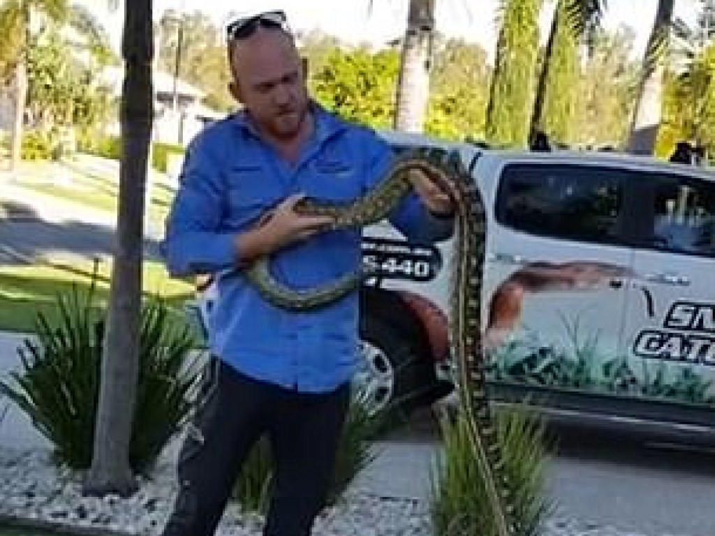 В Австралии поймали «аномально толстого» питона (ФОТО, ВИДЕО)