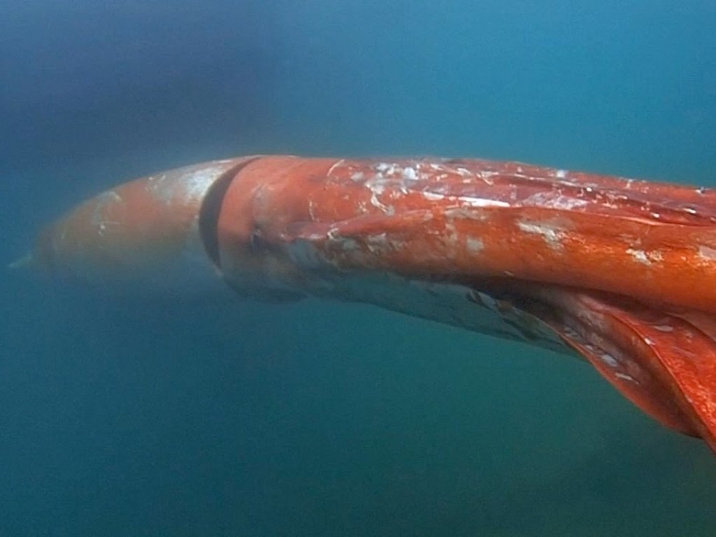 В Мексиканском заливе увидели гигантского кальмара (ВИДЕО)