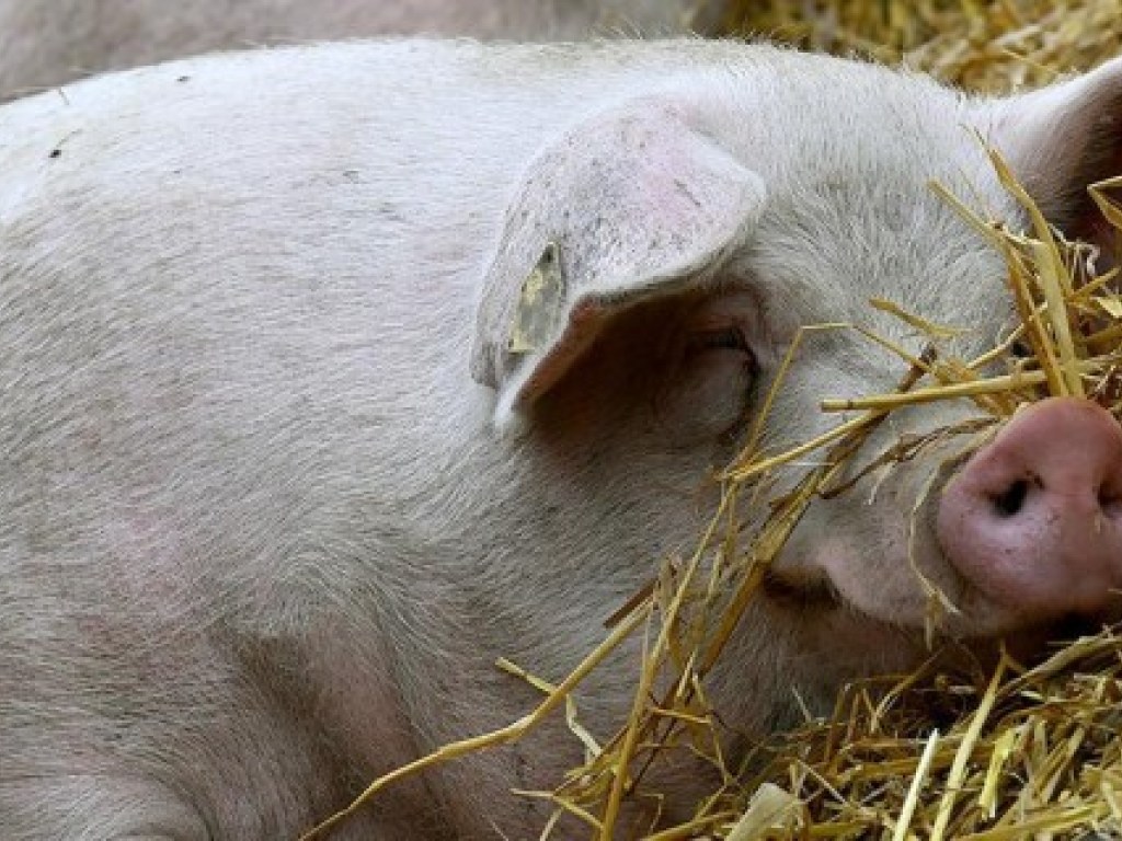 В «пробке» в Виннице из прицепа сбежала свинья (ВИДЕО)