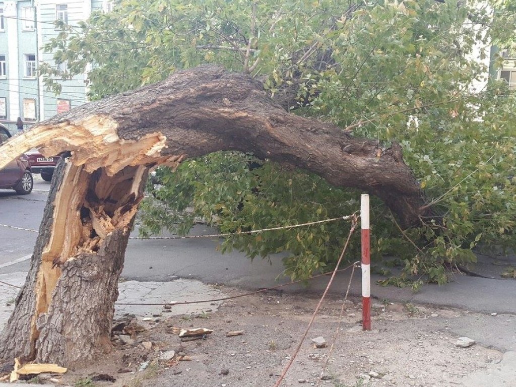 Под Львовом на отдыхающих рухнуло дерево: травмы получили 2 взрослых и 3 детей