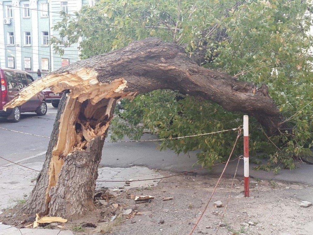 На Лесном массиве в Киеве дерево рухнуло на женщину (ВИДЕО)