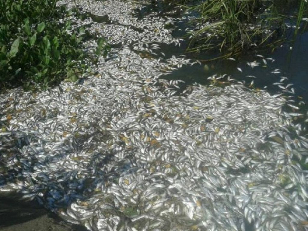 Массовый мор рыбы в Черкасской области: экологи назвали причину (ФОТО, ВИДЕО)