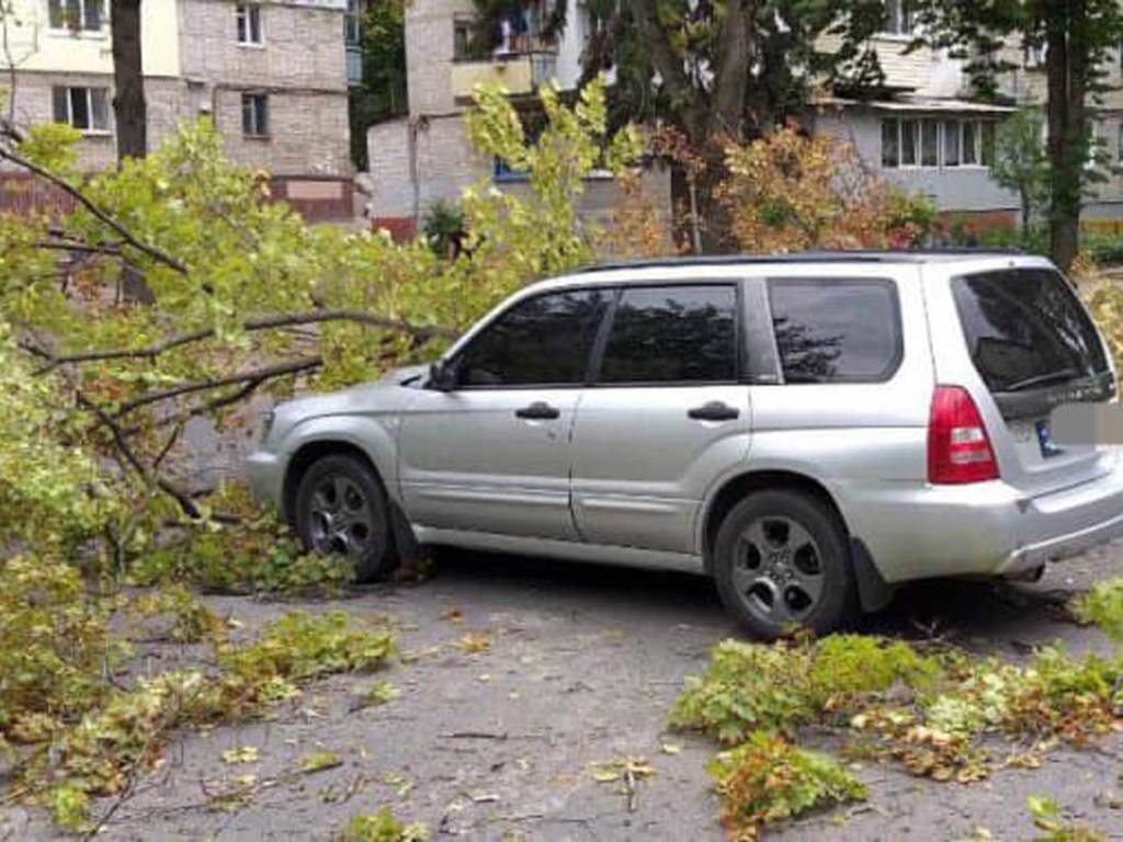 В Харькове на Subaru рухнуло дерево (ФОТО)