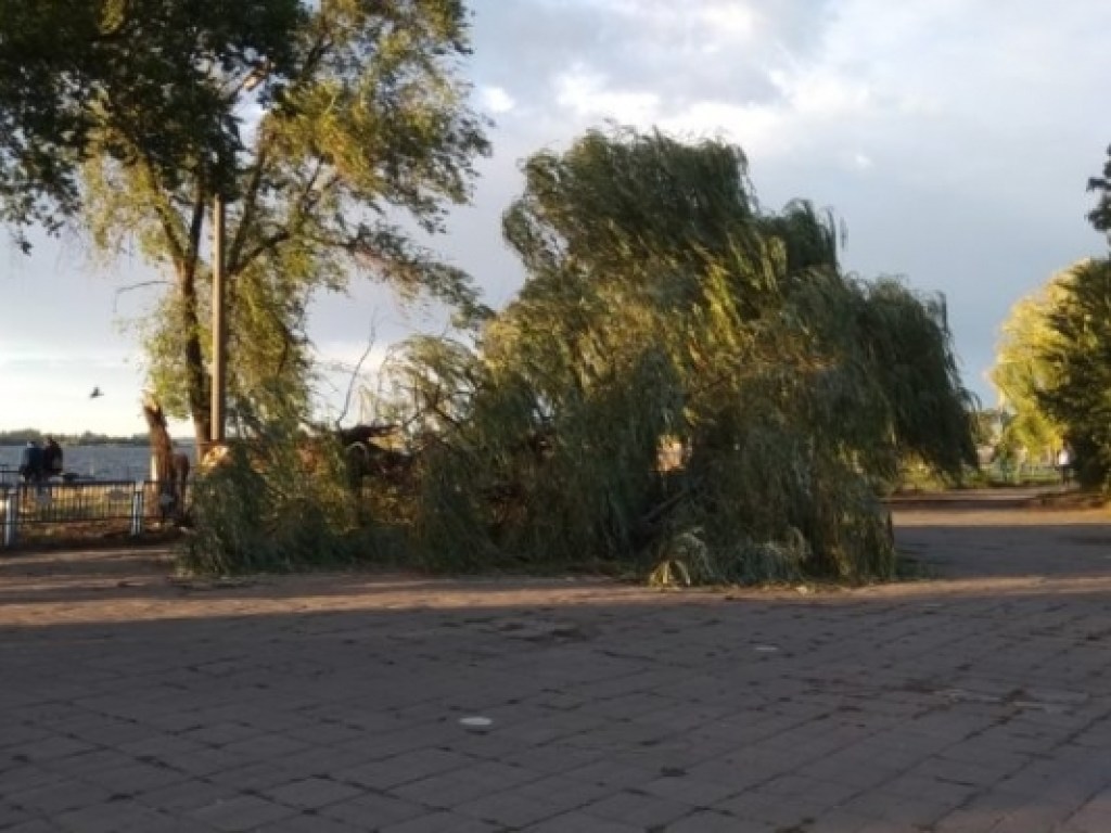 В Запорожье в одном из самых людных мест упало огромное дерево прямо на тротуар (ФОТО)