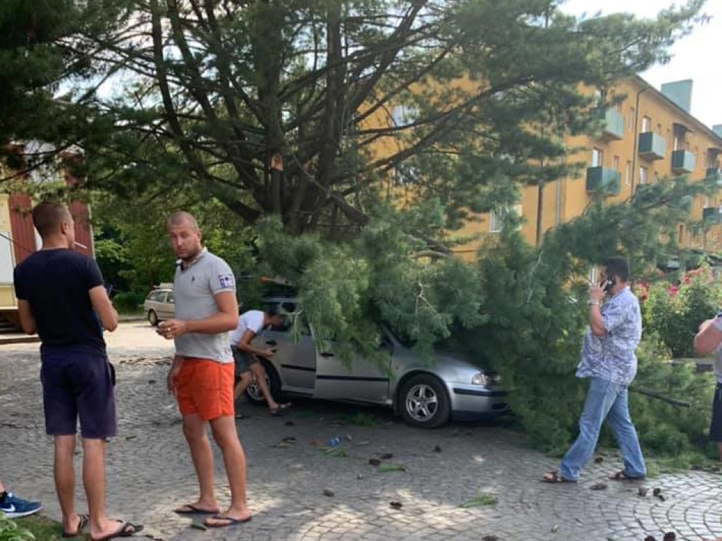 На Закарпатье дерево рухнуло на две машины (ФОТО)