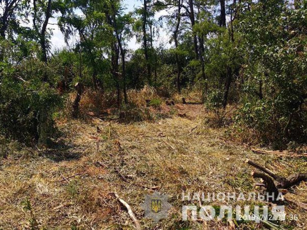 Незаконно рубил лес: мужчину убило деревом, его коллеги просто закопали труп возле деревьев (ФОТО)