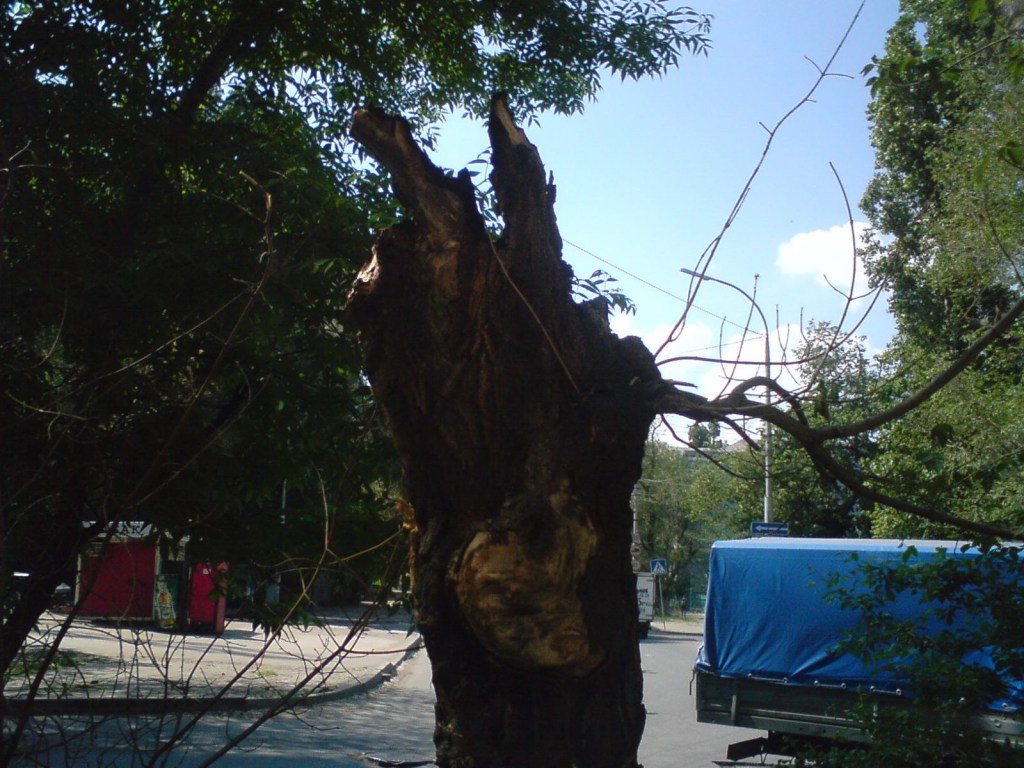 Оборвало провода: В Мелитополе дерево упало на припаркованный рядом Lanos (ФОТО, ВИДЕО)