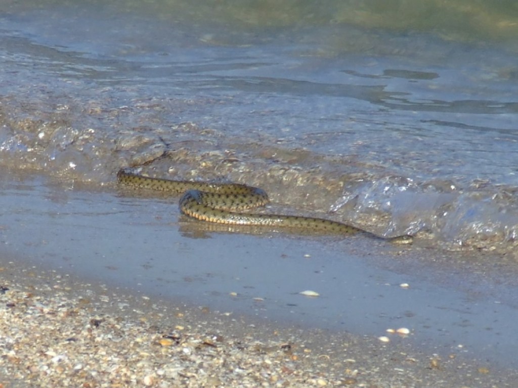 На популярном курорте отдыхающих напугали змеи в море (ВИДЕО)