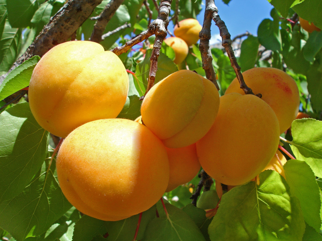Абрикосы могут заменить таблетки: врачи назвали самый полезный летний фрукт