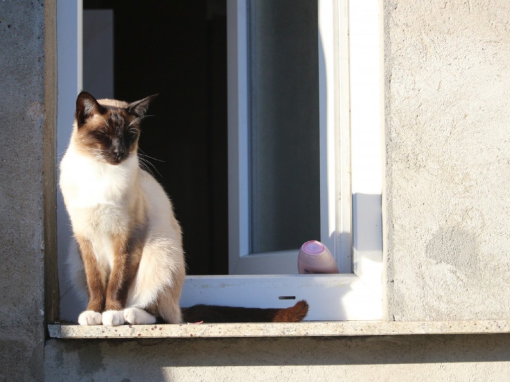 Вопли животного разбудили соседей: В Днепре кот застрял в окне (ВИДЕО)