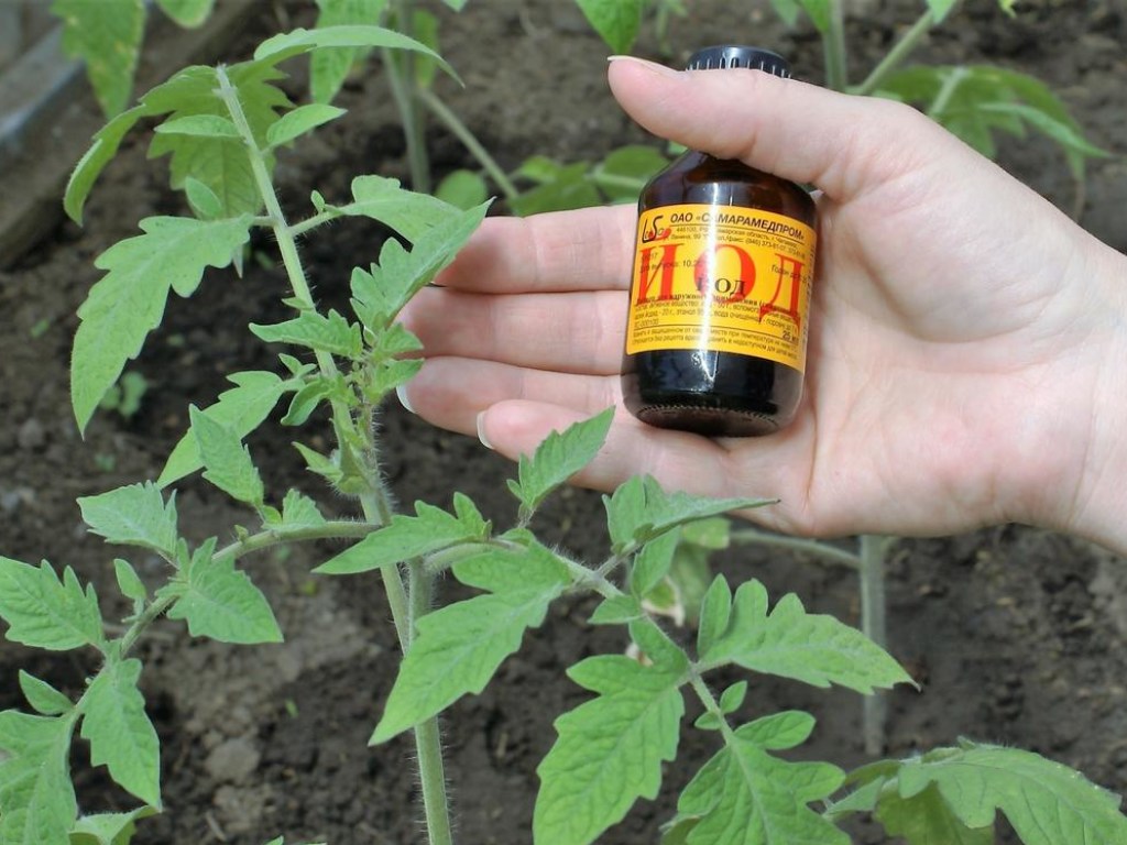 Дачные секреты: йодотерапия спасет от гибели урожай помидоров и кабачков