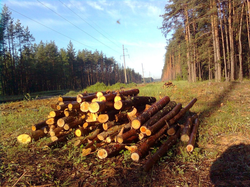 Для экспорта украинского леса могут создать легальные условия – эксперт