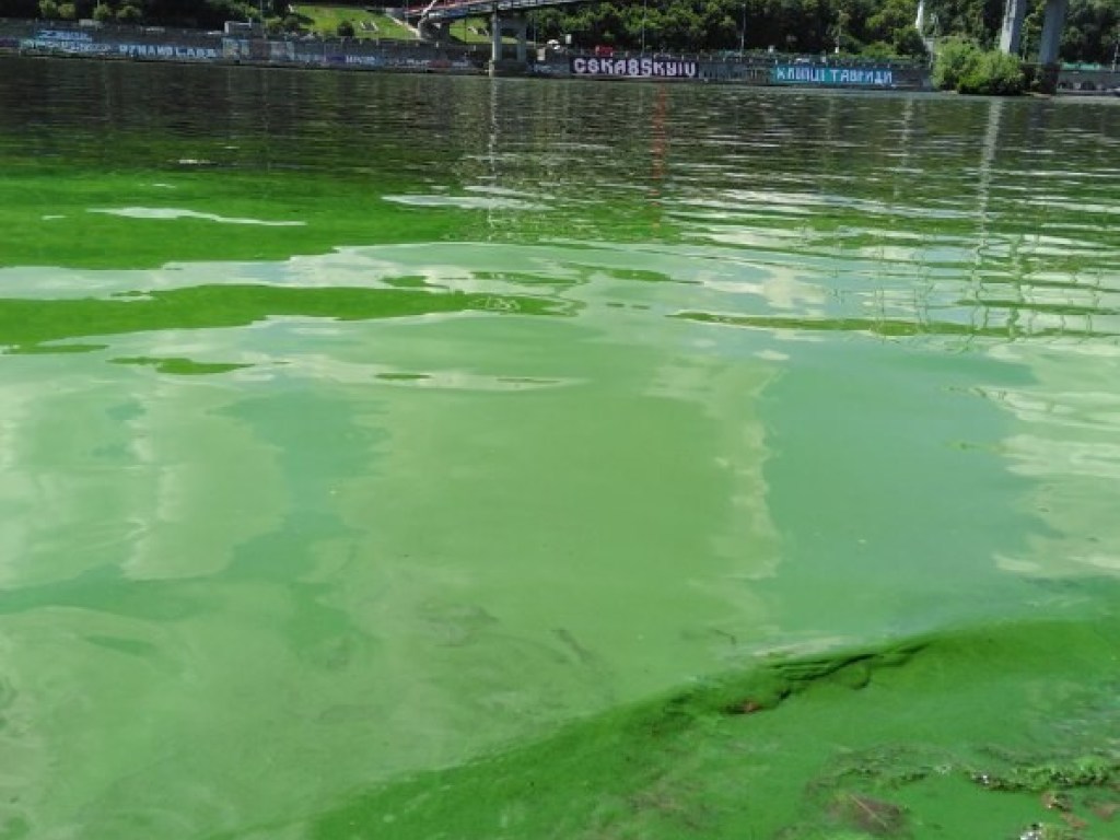 В Киеве позеленела вода в двух реках (ФОТО, ВИДЕО)