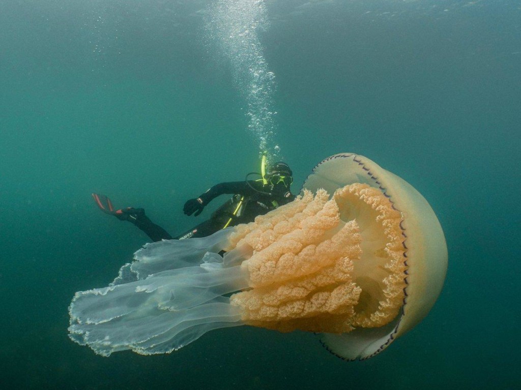 Крупнее человека: в Англии дайверы нашли аномально большую бочковую медузу