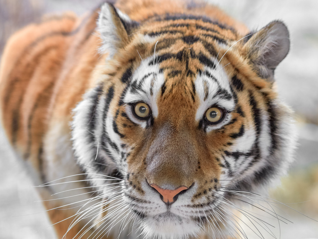 В России из машины посреди улицы выскочил тигр (ВИДЕО)