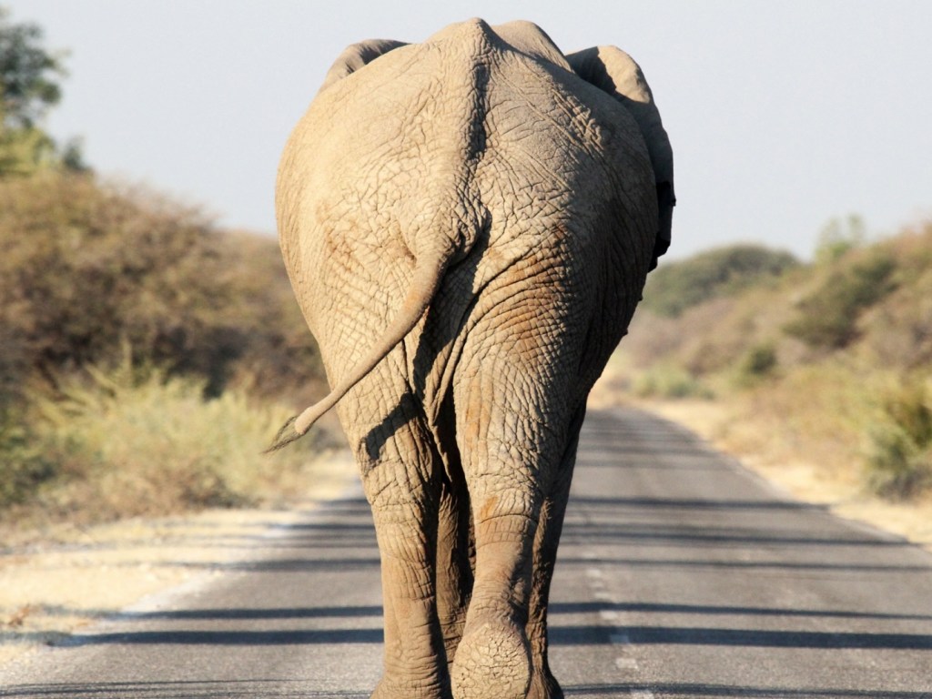 В Африке разъяренный слон гонялся за туристическим авто (ВИДЕО)