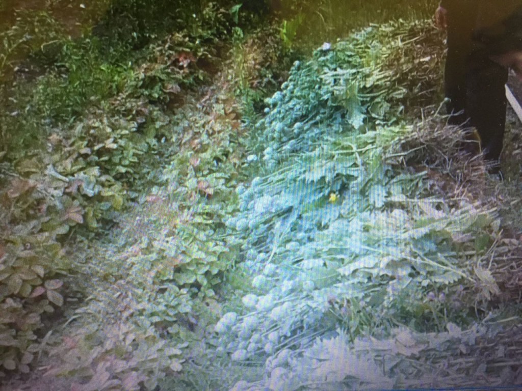 На Львовщине у пенсионерки изъяли более 1000 растений снотворного мака (ФОТО)