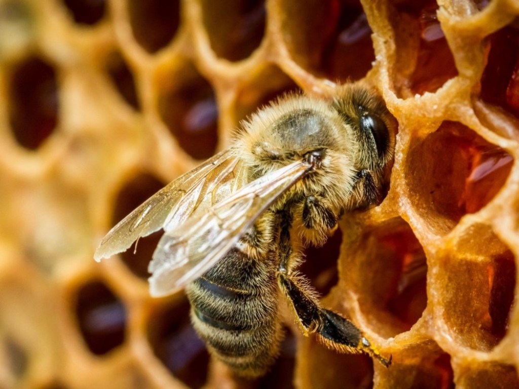 В Черкасской области от укуса пчелы умер 39-летний мужчина