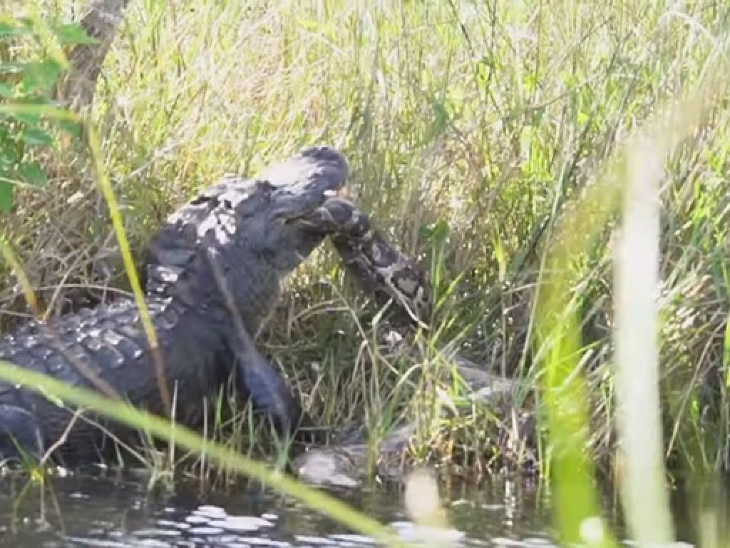 Питон и аллигатор схлестнулись в страшной схватке у водоема (ВИДЕО)