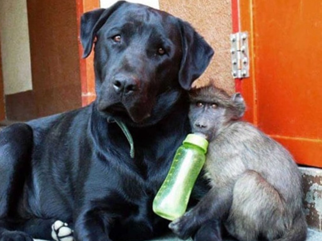 Оставшиеся без родителей маленькие бабуины нашли себе новую семью (ФОТО, ВИДЕО)