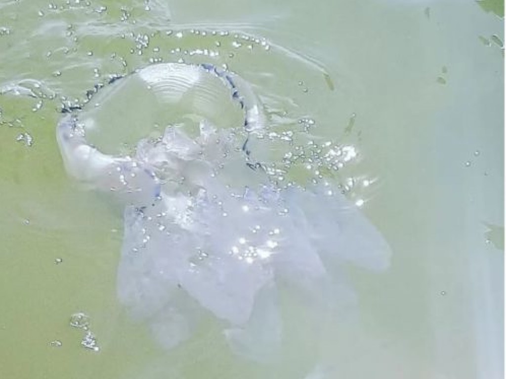 Побережье популярного курорта на Азове захватили медузы (ФОТО)