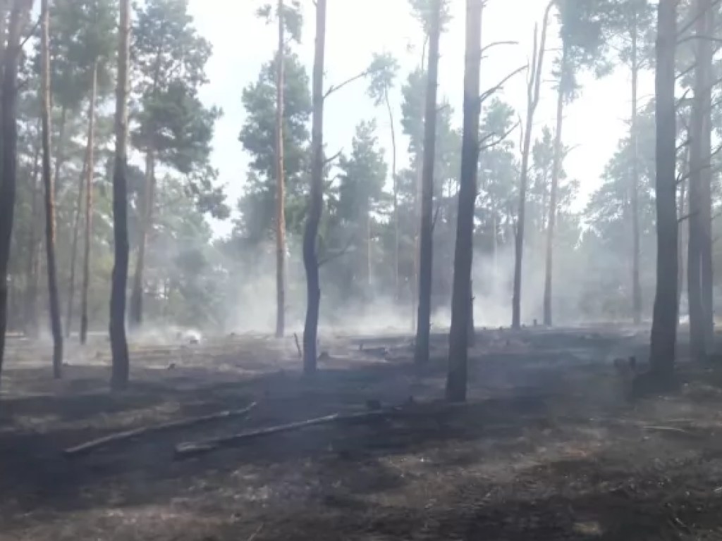 В Херсонской области горел лес: огонь охватил 1,2 гектара площади (ФОТО)