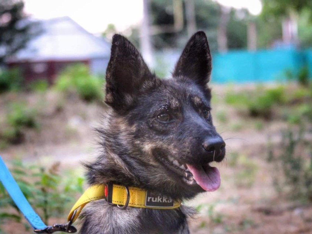 Россия вернула Украине собаку с буксира «Яны Капу» (ФОТО)
