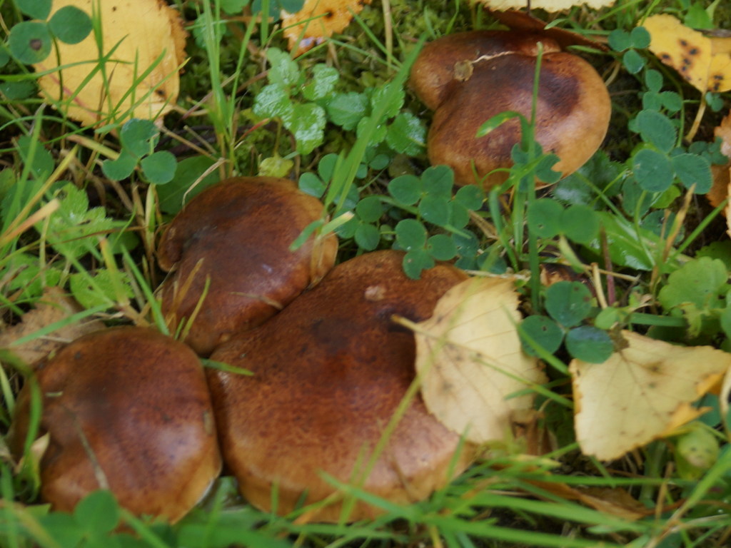 Врач: чтобы избежать отравления, грибы важно правильно хранить и термически обрабатывать