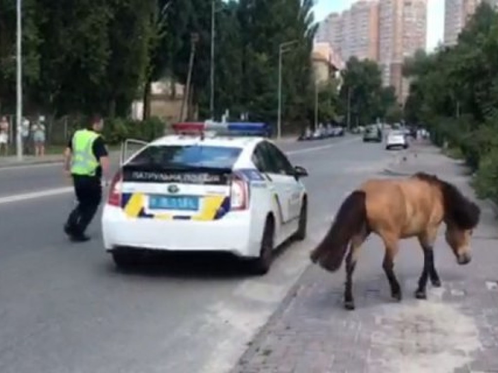 В Киеве полицейский гонялся за сбежавшим из парка резвым пони (ВИДЕО)