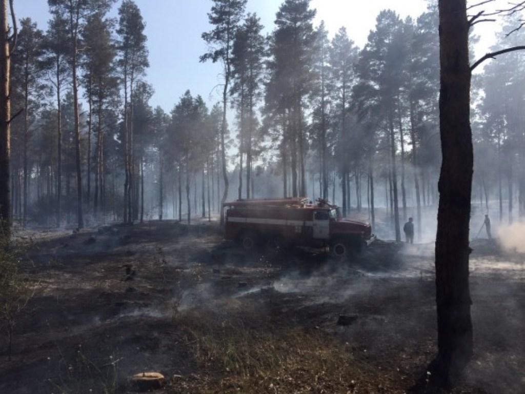 Огонь охватил 5 гектаров площади: в Херсонской области загорелся лес (ФОТО)