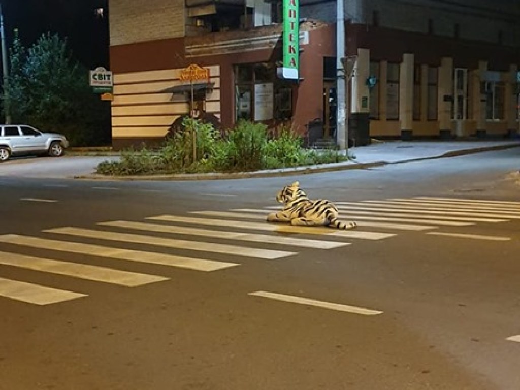 Лежал на дороге: На Ивано-Франковщине заметили «тигра» (ФОТО)