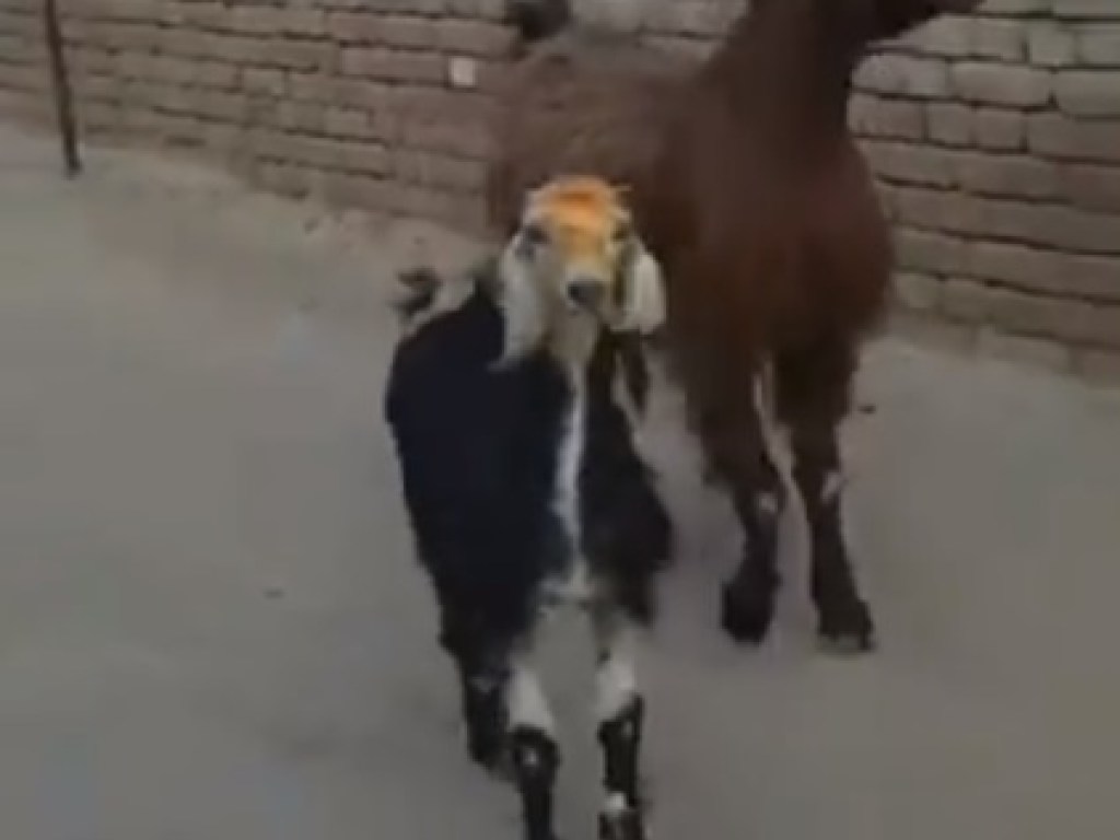 «Танцующая» походка коз умилила Сеть (ВИДЕО)