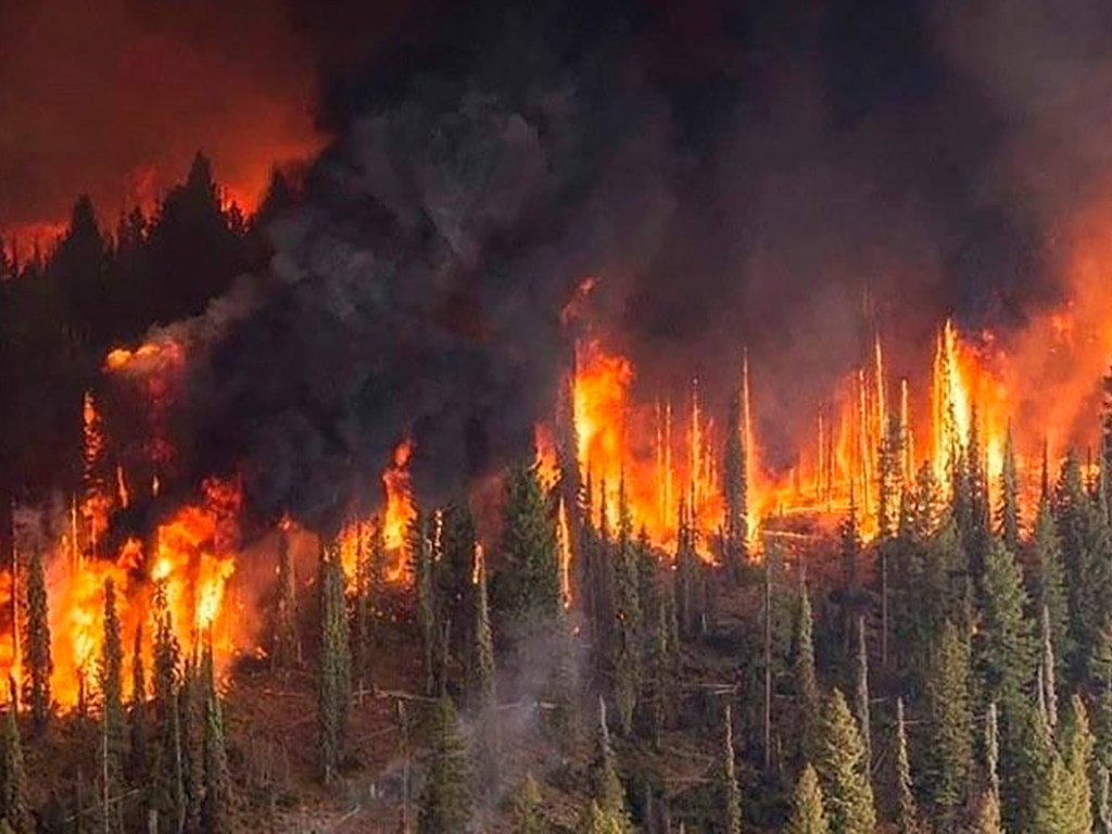 В РФ подсчитали сумму ущерба от лесных пожаров