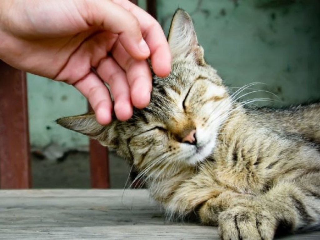 Американские ученые выяснили, сколько времени надо гладить кота, чтобы побороть стресс