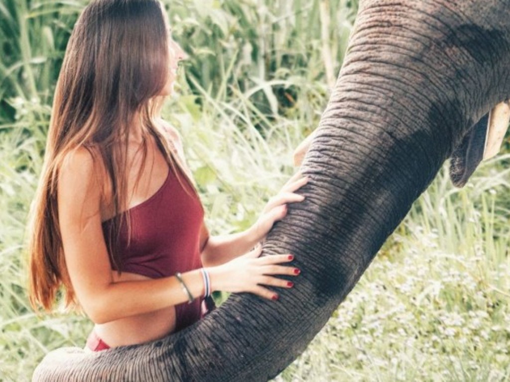 В США слониха пыталась снять бюстгальтер с модели Playboy (ФОТО, ВИДЕО)