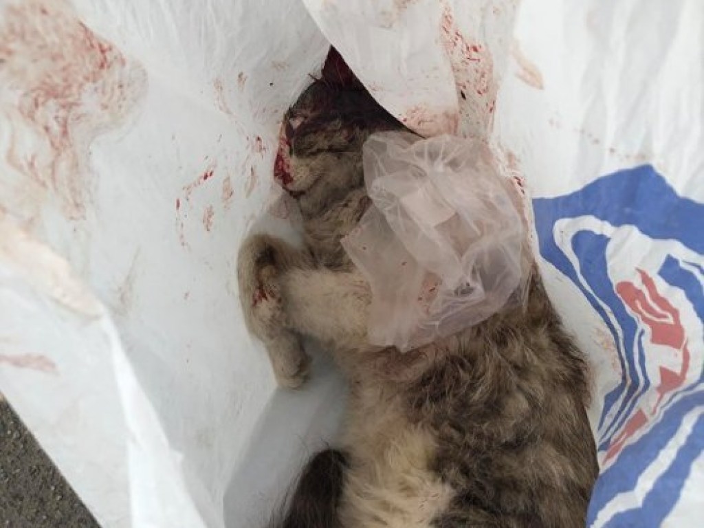 В Николаеве открыли уголовное дело по факту убийства кота (ФОТО)