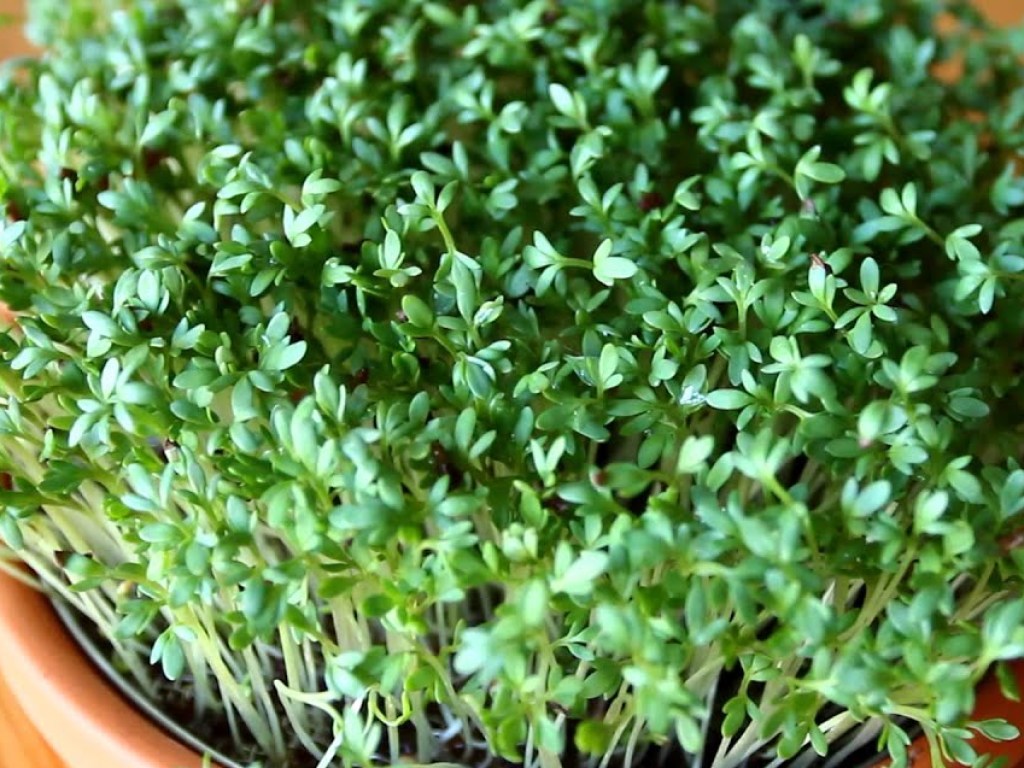 Врачи назвали «лучшего друга» мужской потенции