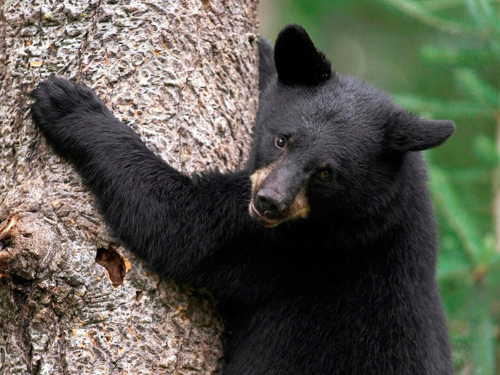 Момент нападения медведя на жительницу Канады попал на видео