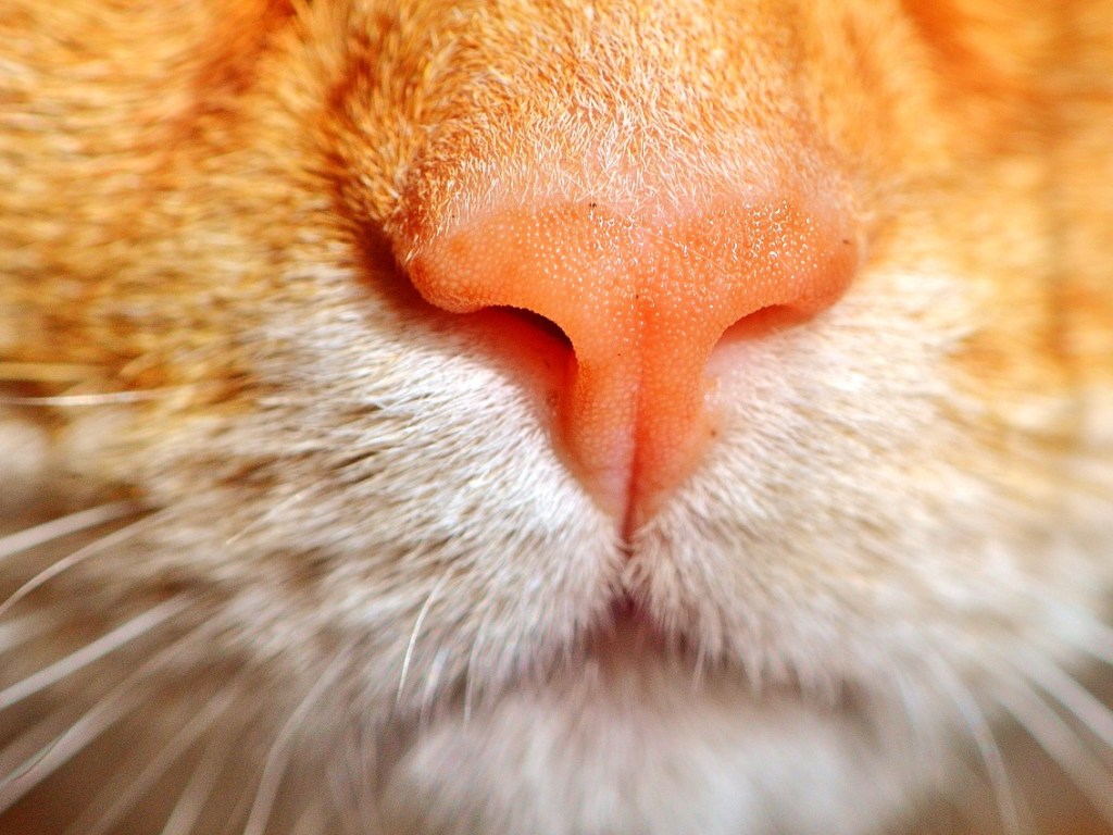 «Это лекарство»: Российские ученые рассказали о пользе кошачьего мурлыканья
