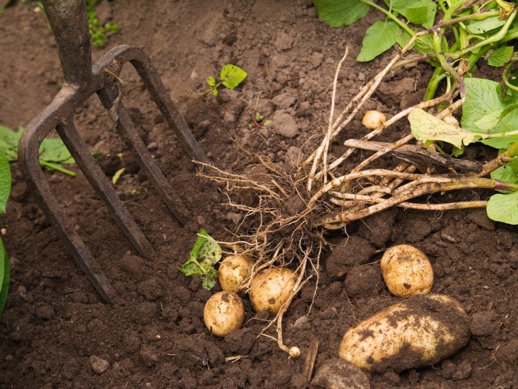 Цены будут расти: В Украине ожидается неурожай картофеля &#8212; эксперт