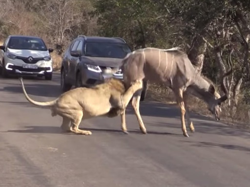 Лев жестоко расправился с антилопой на глазах у туристов (ВИДЕО)