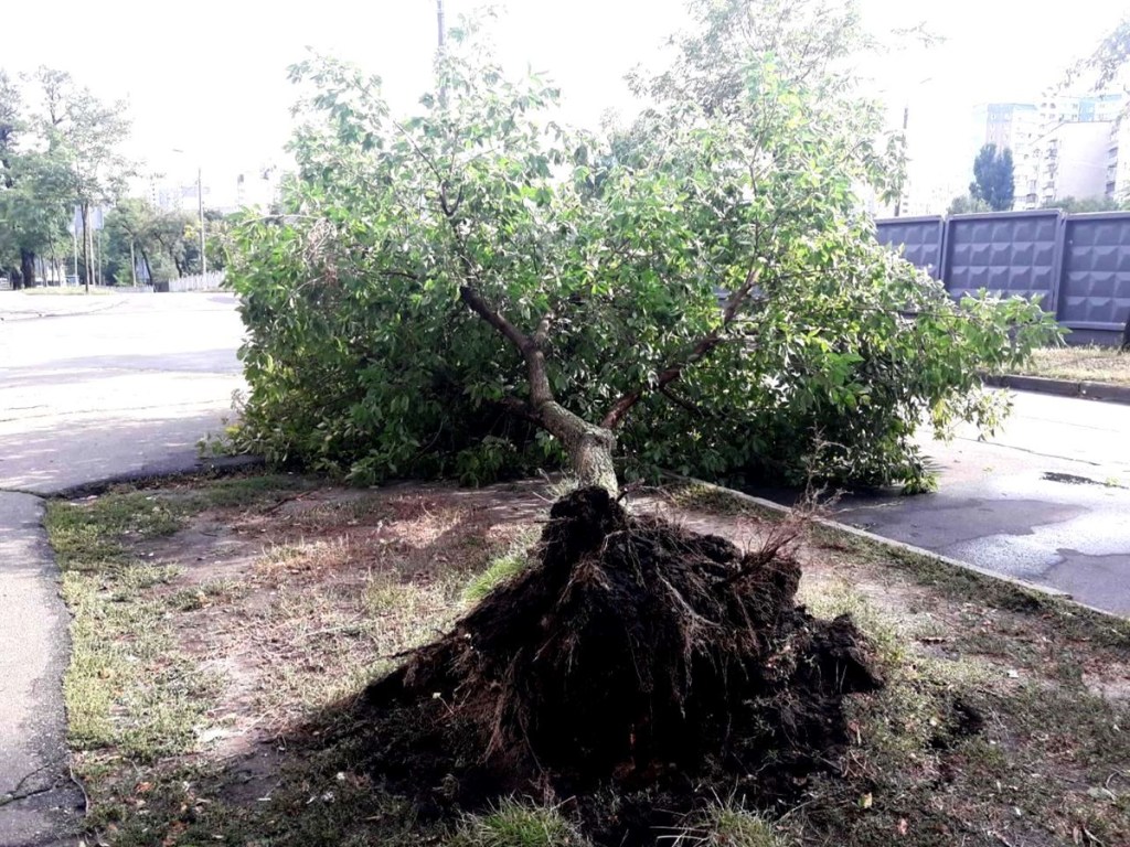 Ураган в Киеве: Упали 120 деревьев (ФОТО)
