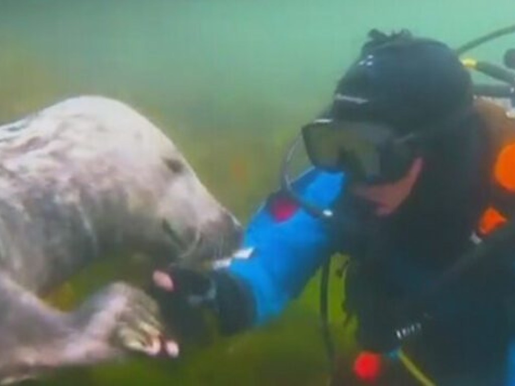 Дружелюбный тюлень пожал руку дайверу (ФОТО)