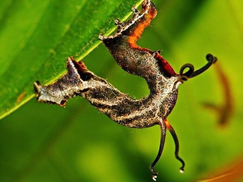 «Танцующая» гусеница взорвала Сеть (ВИДЕО)