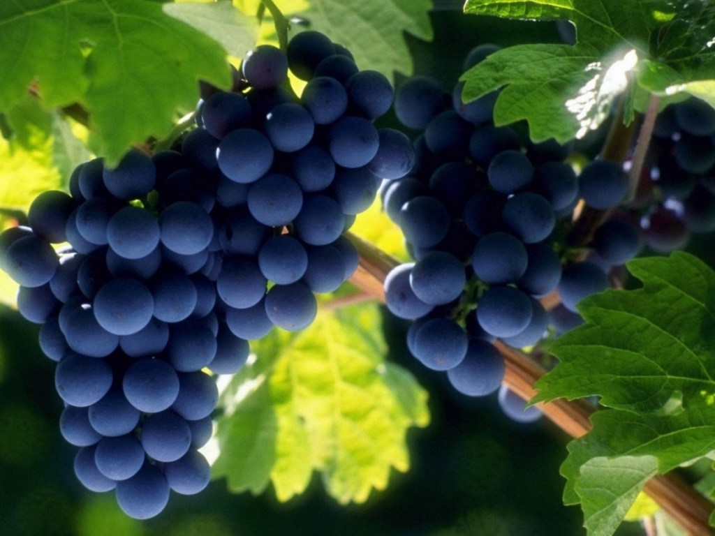 Специалисты рассказали, в чем состоит польза и вред винограда