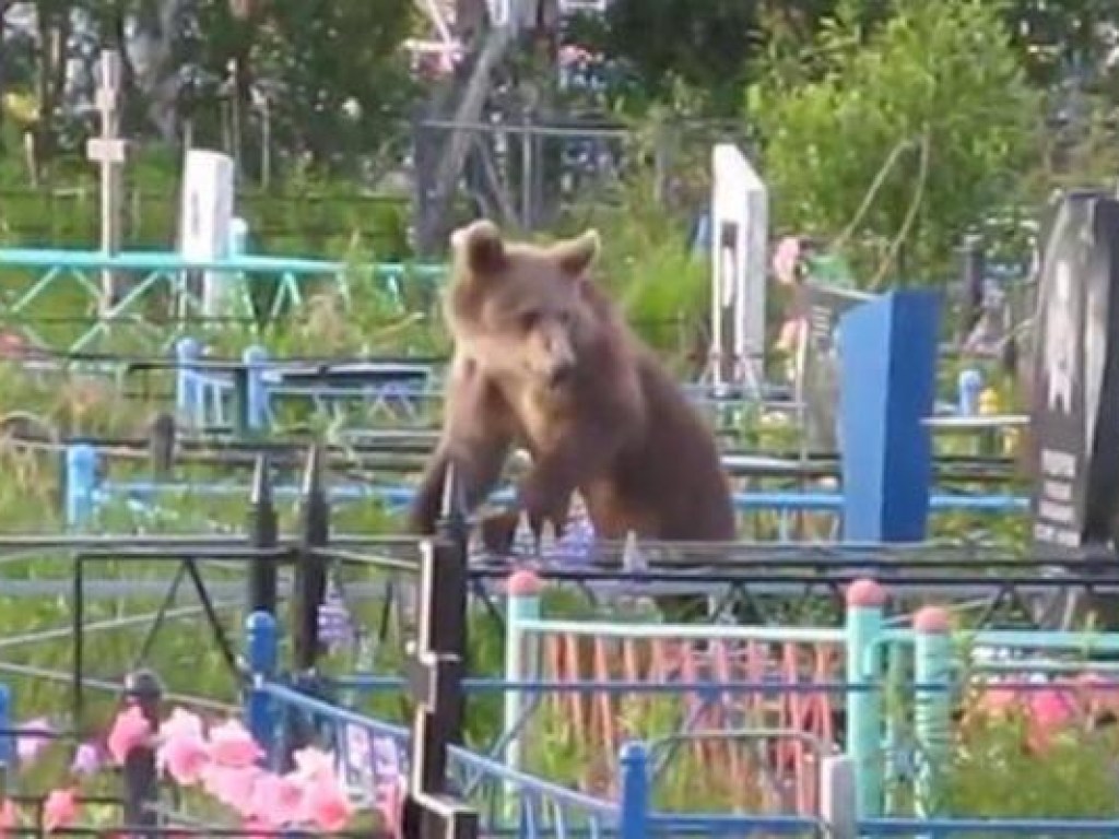В РФ медведь разрыл могилу и утащил покойника в лес