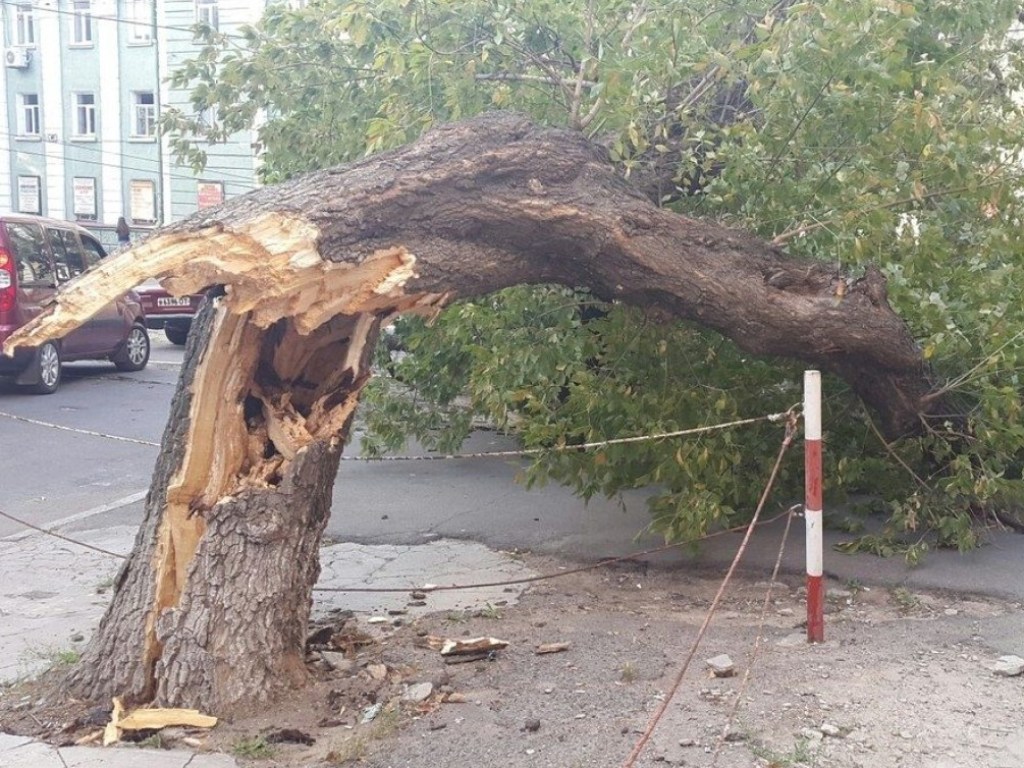 «Родился в рубашке»: в центре Киева дерево едва не рухнуло на прохожего (ВИДЕО)