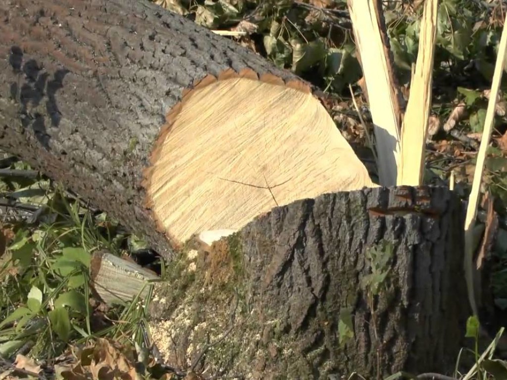 Возле гаража Кабмина коммунальщики повалили огромные деревья: киевляне возмущены (ФОТО, ВИДЕО)