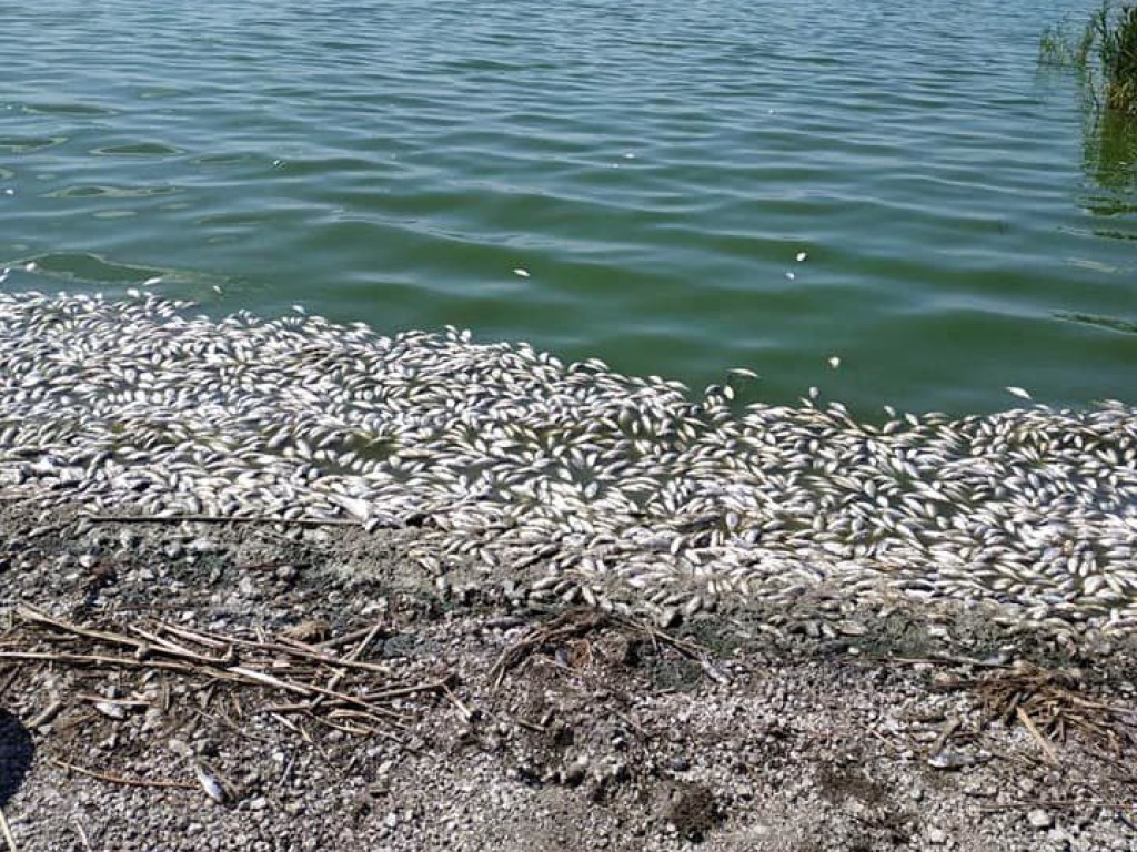 В двух реках Днепропетровской области зафиксирован массовый мор рыбы и раков (ФОТО)